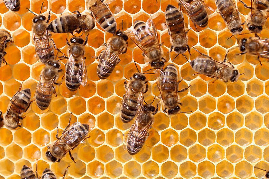 Read more about the article Beehiiv Creator Tools Expand With Webinars, Paywalls, and AI Podcast Analytics