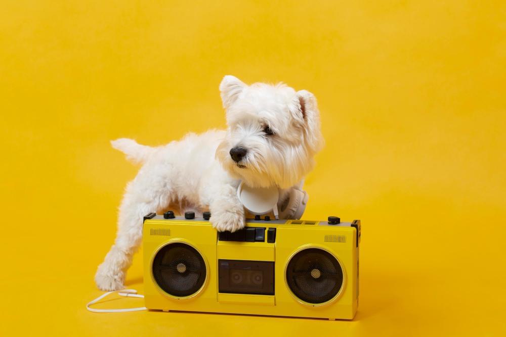 dog music