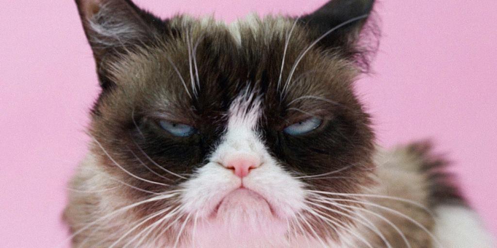 Grumpy Cat 2012